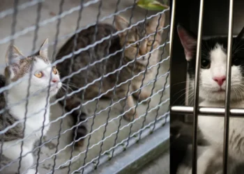 Mississauga animal cruelty case